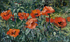 Poppies