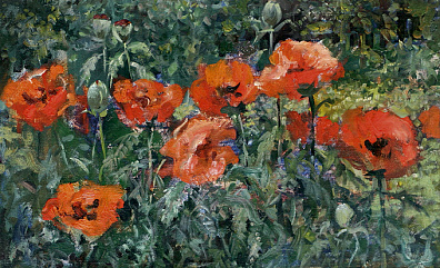 Poppies