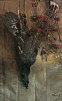 Still-life with a wood grouse